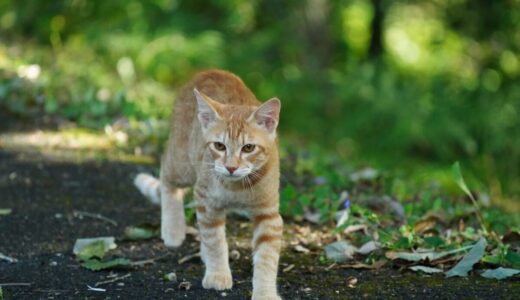 日本の猫は「外来種」か？